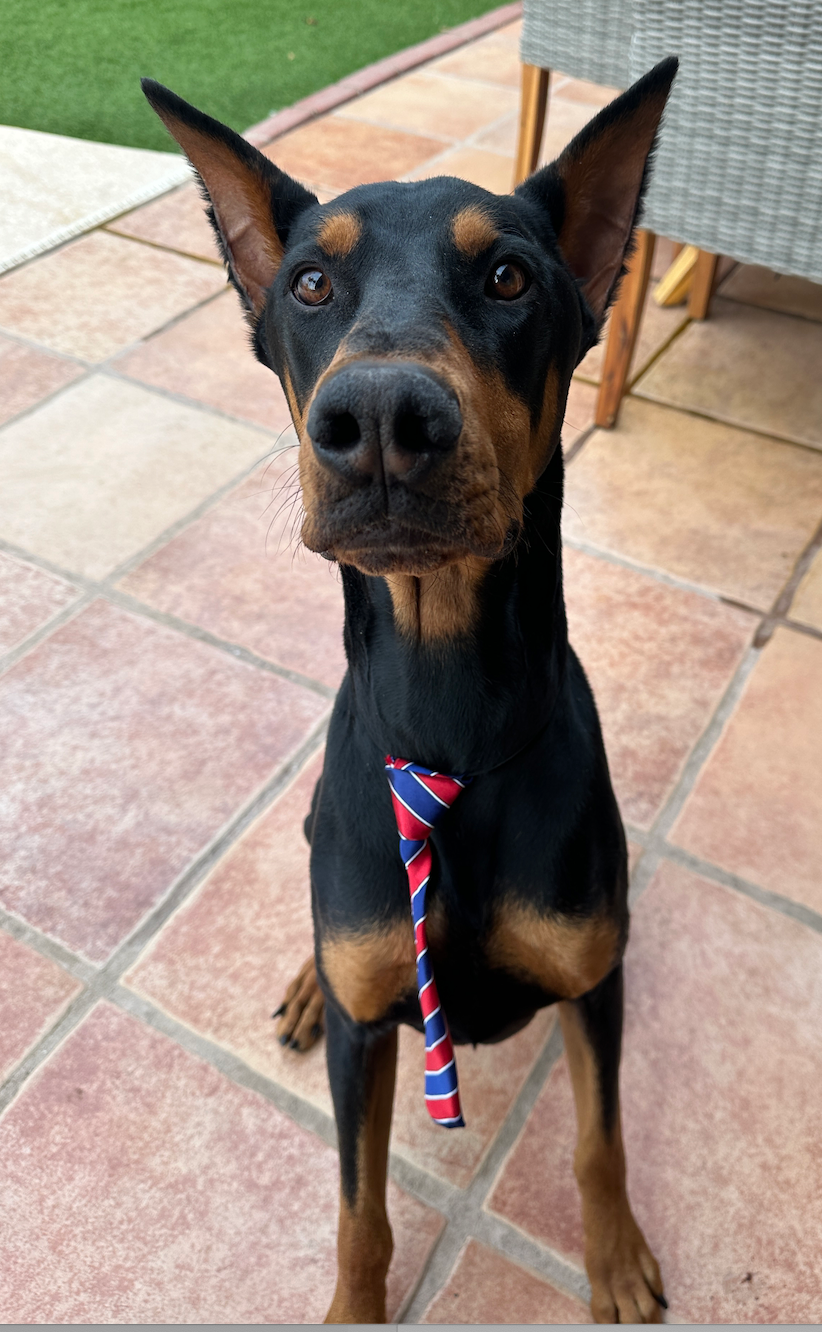 Take Your Doggie to Work Tie